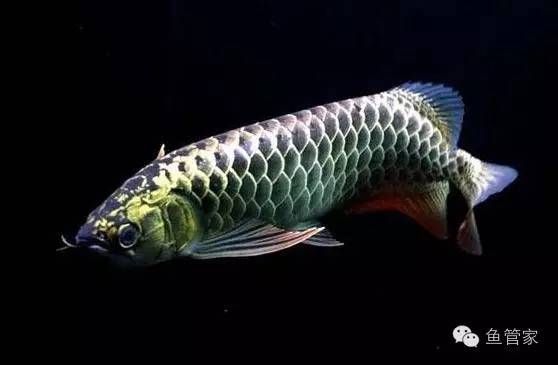 龍魚嘔吐怎么治療：龍魚嘔吐怎么治療龍魚嘔吐的治療方法主要取決于嘔吐的原因 龍魚百科 第1張