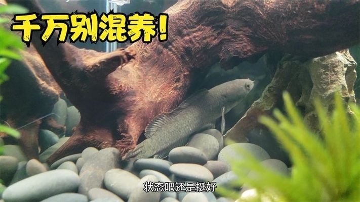 戰(zhàn)船魚(yú)和雷龍混養(yǎng)怎么樣