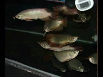 龍魚(yú)食欲不振不活潑什么原因 龍魚(yú)百科