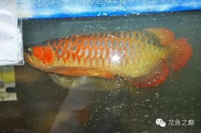 紅金龍魚產(chǎn)地是哪里的品牌：紅金龍魚是一種淡水觀賞魚 龍魚百科 第3張