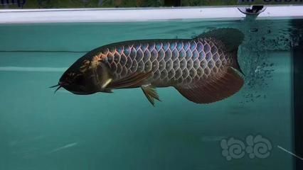 龍魚(yú)燈是放在水里還是離水面近：龍魚(yú)燈的正確使用龍魚(yú)燈光的正確使用方法搜狐龍魚(yú)燈的正確擺放位置