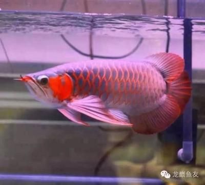 紅龍魚和什么魚一起養(yǎng)比較好：紅龍魚和什么魚混養(yǎng)好 龍魚百科 第3張