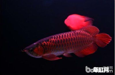 紅色的金龍魚(yú)多少錢(qián)一條?。杭t色的金龍魚(yú)多少錢(qián)一條