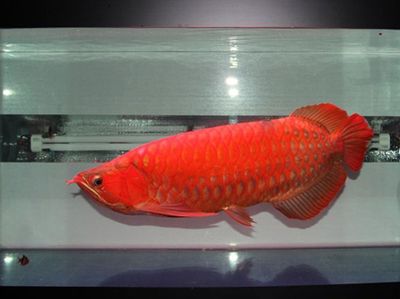 紅龍魚最貴多少錢一條?。杭t龍魚價(jià)格多少錢一只 龍魚百科 第1張