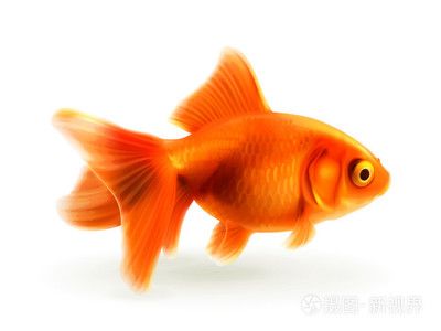 紅龍魚(yú)蒙眼是什么原因?qū)е碌囊曨l：紅龍魚(yú)蒙眼怎么辦