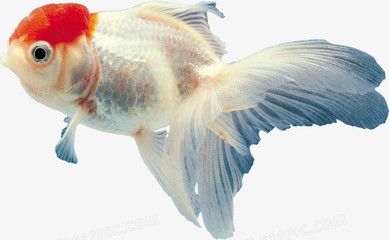 紅龍魚(yú)蒙眼是什么原因?qū)е碌囊曨l：紅龍魚(yú)蒙眼怎么辦