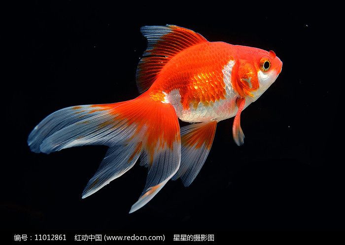 金魚(yú)和龍魚(yú)哪個(gè)好養(yǎng)：盤(pán)點(diǎn)飼養(yǎng)龍魚(yú)的五個(gè)大坑知乎專(zhuān)欄盤(pán)點(diǎn)飼養(yǎng)龍魚(yú)的五個(gè)大坑