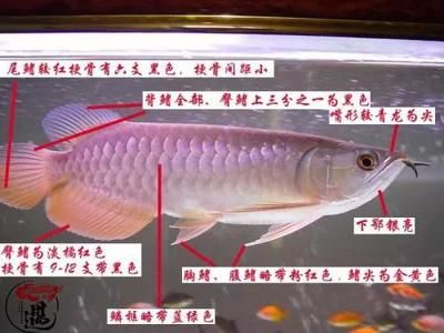 號(hào)半龍魚能發(fā)色到什么程度：號(hào)半龍魚發(fā)色過程