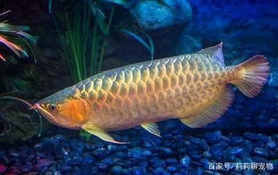 紅龍魚(yú)用什么品牌的燈比較好 龍魚(yú)百科 第3張