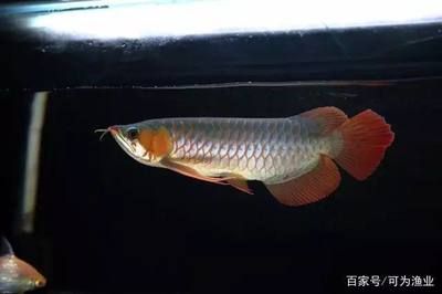 龍魚掉眼啥意思呀怎么回事：龍魚為什么會(huì)掉眼 龍魚百科 第3張