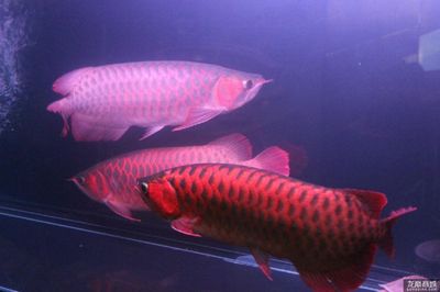 紅龍魚(yú)怎么選擇品相好：紅龍魚(yú)挑選技巧