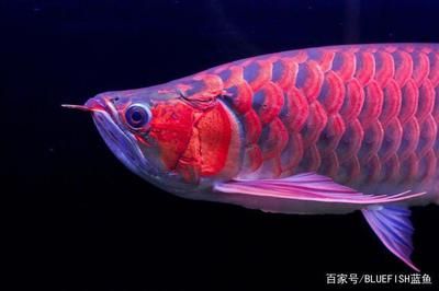 紅龍魚(yú)怎么選擇品相好：紅龍魚(yú)挑選技巧