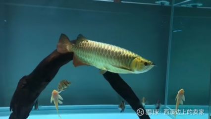 金龍魚(yú)尾巴下垂可以治療嗎：金龍魚(yú)尾巴下垂怎么辦