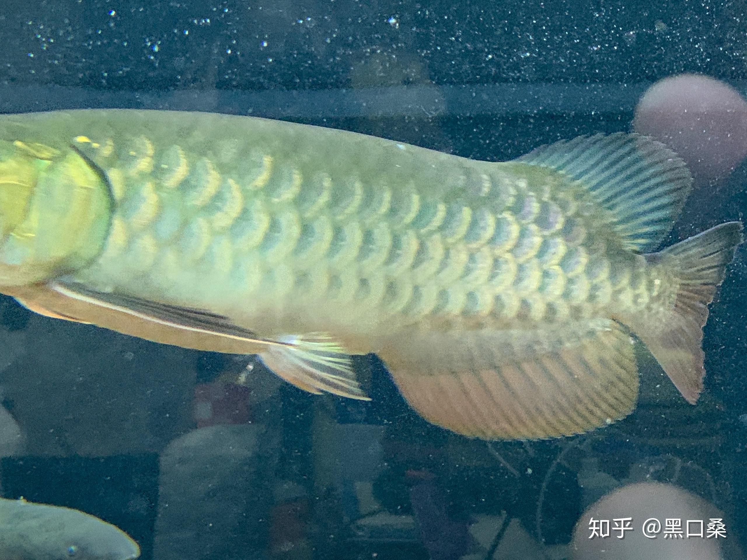 金龍魚會咬人嗎？：金龍魚會咬人嗎金龍魚的飼養(yǎng)方式 龍魚百科 第3張