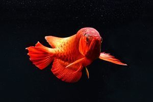 金龍魚紅色多錢：紅色金龍魚批發(fā)阿里巴巴、紅金龍魚價格阿里巴巴搜索 龍魚百科 第2張