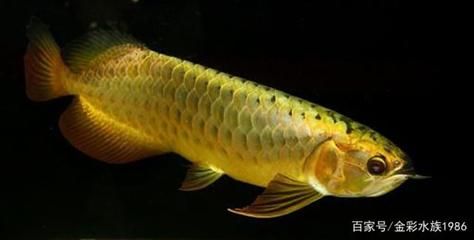 金色的龍魚長什么樣：金色的龍魚長什么樣子 龍魚百科 第1張