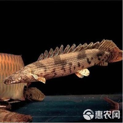 虎紋恐龍和龍魚(yú)混養(yǎng)好嗎：虎紋恐龍魚(yú)與龍魚(yú)混養(yǎng)的注意事項(xiàng)