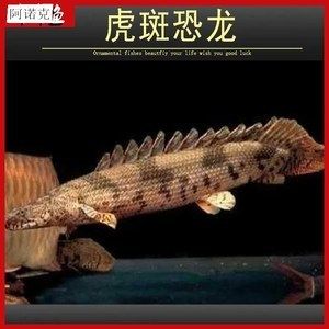 虎紋恐龍和龍魚(yú)混養(yǎng)嗎：虎紋恐龍和龍魚(yú)可以混養(yǎng)嗎