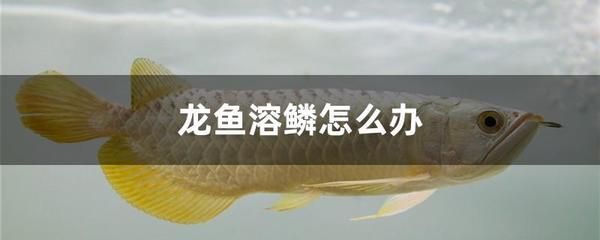 龍魚低頭游算問題嗎：龍魚低頭游怎么辦