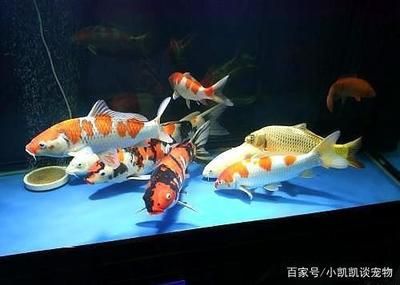 金魚跟龍魚混養(yǎng)好嗎