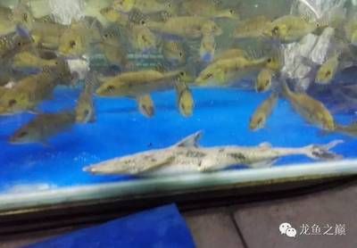 廣州龍魚祥龍魚場(chǎng)：廣州祥龍魚場(chǎng)和祥龍魚場(chǎng)的區(qū)別 龍魚百科 第2張