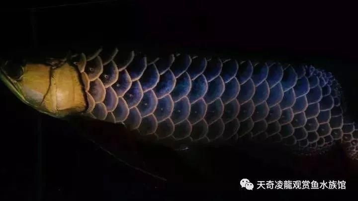 金龍魚(yú)小時(shí)候會(huì)被別的魚(yú)吃掉嗎：金龍魚(yú)育兒全過(guò)程