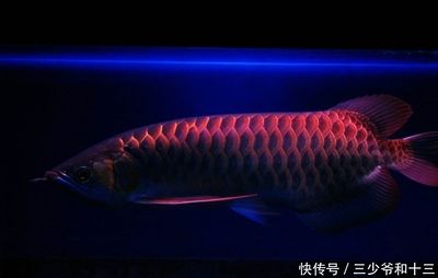 金龍魚(yú)小時(shí)候會(huì)被別的魚(yú)吃掉嗎：金龍魚(yú)育兒全過(guò)程