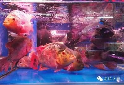 廣州龍魚比賽最后拍出價格了嗎：廣州龍魚比賽冠軍賣出108萬天價，魚主：沒有賣