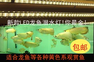 龍魚缸的燈放什么位置比較好：龍魚缸燈光對龍魚缸燈光擺放位置的影響龍魚的影響