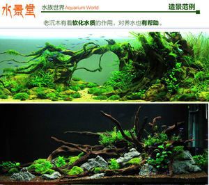 龍魚缸里放沉木好不好呀：龍魚缸放沉木的作用