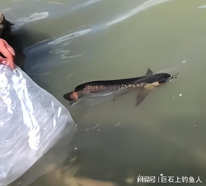 金龍魚放生能活嗎視頻：男子放生金龍魚放生金龍魚放生能活嗎金龍魚能吃嗎 龍魚百科 第1張