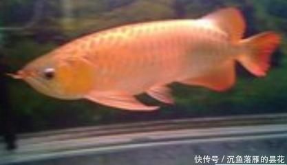 龍魚(yú)和金魚(yú)混養(yǎng)視頻：龍魚(yú)和金魚(yú)混養(yǎng)技巧