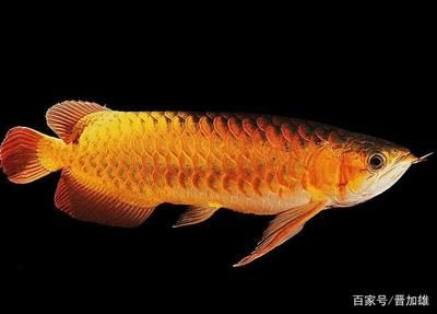 龍魚(yú)和金魚(yú)混養(yǎng)視頻：龍魚(yú)和金魚(yú)混養(yǎng)技巧