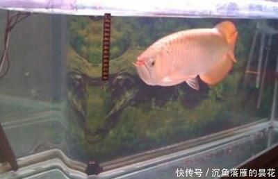 龍魚(yú)和金魚(yú)混養(yǎng)視頻：龍魚(yú)和金魚(yú)混養(yǎng)技巧