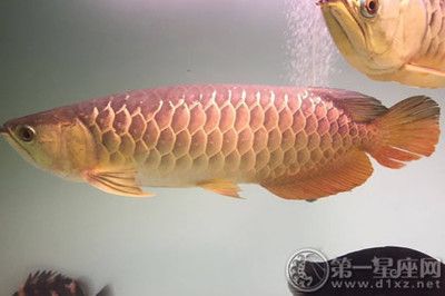 金龍魚小時候是什么顏色：金龍魚小時候的顏色變化金龍魚幼苗飼養(yǎng)方法學(xué)習(xí)網(wǎng)