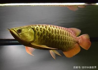 金龍魚(yú)發(fā)色用什么燈比較好看：金龍魚(yú)發(fā)色的燈光要求 龍魚(yú)百科 第1張