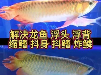 龍魚浮頭游不下去：當(dāng)龍魚出現(xiàn)浮頭游不下去的情況