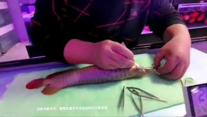 龍魚吊眼手術(shù)后會(huì)瞎么：關(guān)于龍魚掉眼手術(shù)的問題