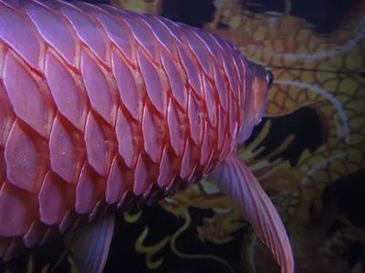 金龍魚(yú)豎著游怎么回事：金龍魚(yú)豎著游是什么梗