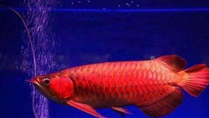 廣州龍魚批發(fā)：廣州龍魚批發(fā)市場 龍魚百科 第3張