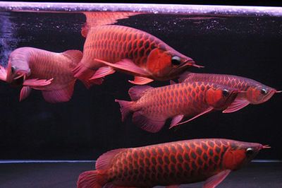 紅龍魚(yú)原產(chǎn)地環(huán)境分析：紅龍魚(yú)原產(chǎn)地分布