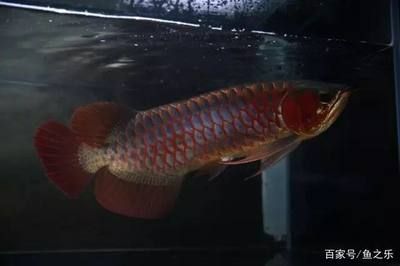 紅龍魚(yú)原產(chǎn)地環(huán)境分析：紅龍魚(yú)原產(chǎn)地分布