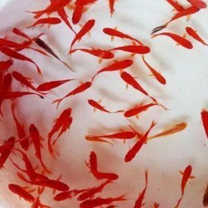 紅龍魚如何挑選好的魚苗視頻：紅龍魚的挑選技巧 龍魚百科 第3張