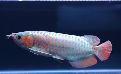 紅龍魚(yú)視頻看看：30篇紅龍魚(yú)視頻直播紅龍魚(yú)飼養(yǎng)方法紅龍魚(yú)視頻直播 龍魚(yú)百科 第3張