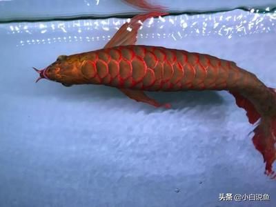 紅龍魚(yú)視頻看看：30篇紅龍魚(yú)視頻直播紅龍魚(yú)飼養(yǎng)方法紅龍魚(yú)視頻直播 龍魚(yú)百科 第2張