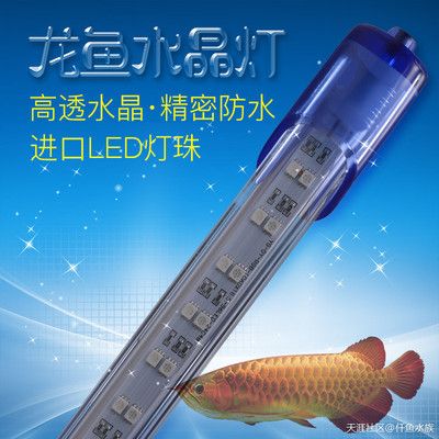 龍魚(yú)的芯片是什么：關(guān)于龍魚(yú)芯片的問(wèn)題