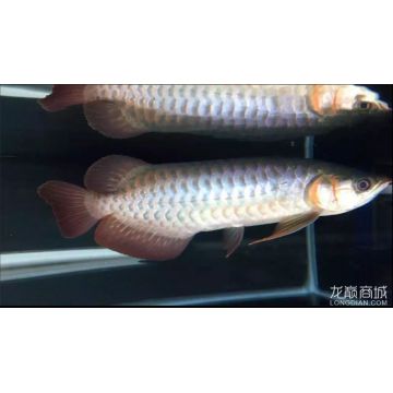 龍魚(yú)的芯片是什么：關(guān)于龍魚(yú)芯片的問(wèn)題