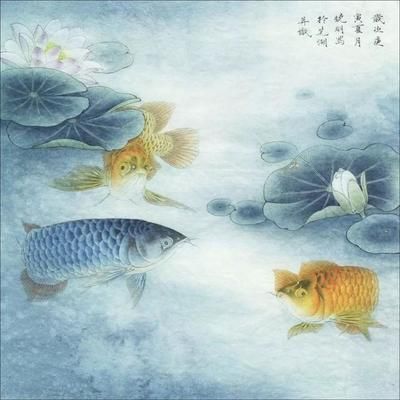 藍(lán)色金龍魚代表什么意思啊女生：藍(lán)色金龍魚代表什么意思？