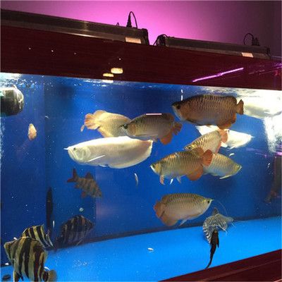 廣州龍魚之家水族館怎么樣：廣州龍魚之家水族館在過(guò)去曾經(jīng)存在，但現(xiàn)在已經(jīng)被注銷 龍魚百科 第3張