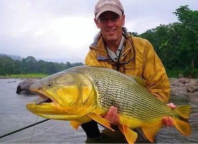 黃金河虎和龍魚：黃金河虎和龍魚哪個(gè)好